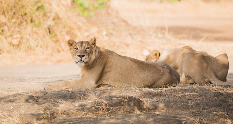 Leones descansando en una reserva forestal.
