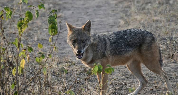 Cánido salvaje caminando por un sendero con expresión alerta.
