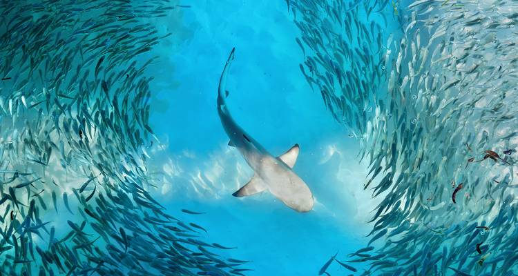 Un requin nageant dans une eau bleue claire entouré d'un banc de poissons.