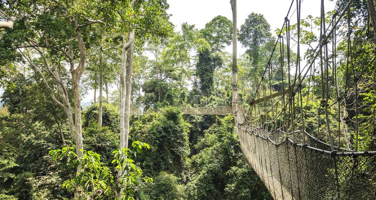 Passerelle surélevée suspendue au-dessus de la forêt tropicale dense du parc national de Kakum.