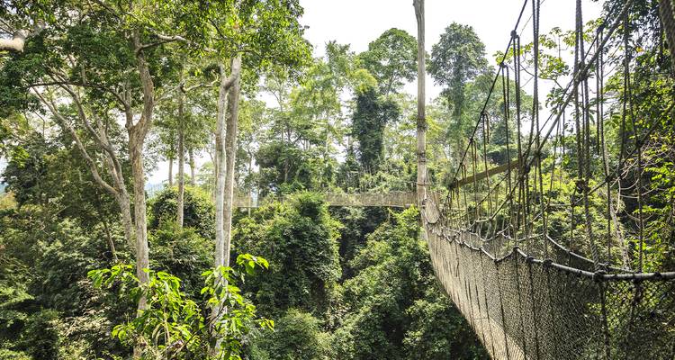 Suspension bridge walkway through lush green forest.