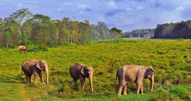 Drie olifanten die door grasland lopen.