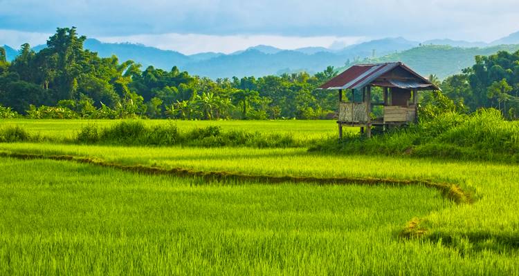 Groene rijstvelden met een kleine houten hut en bergen in de verte.