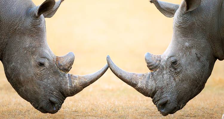 Two rhinos touching horns in a grassy field.