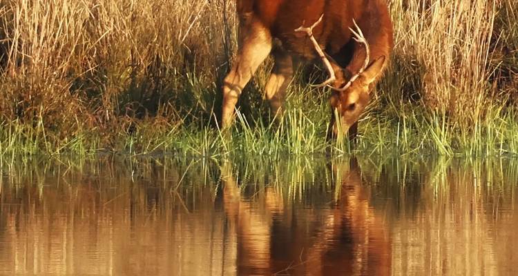 Een hert dat water drinkt bij een weerspiegelende vijver.