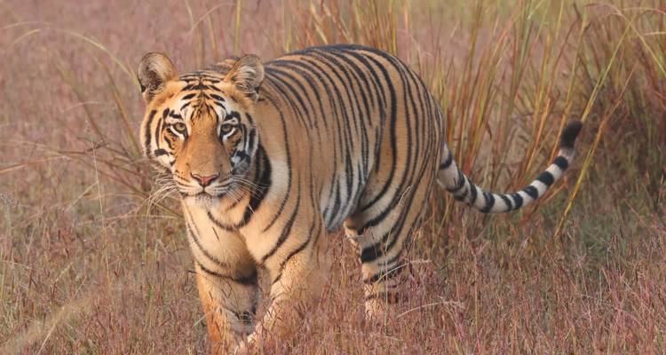 Een tijger die door hoog gras loopt.