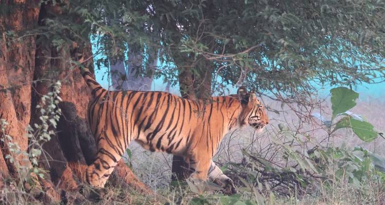 Een tijger die in de wildernis bij een boom loopt.