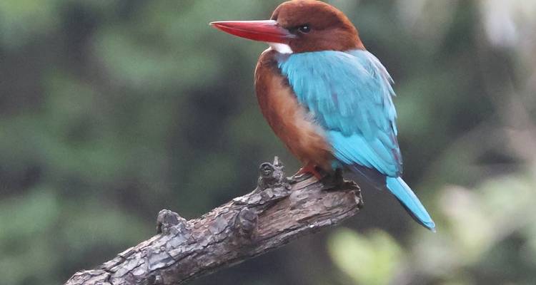 Een kleurrijke vogel zit op een tak in een natuurlijke omgeving.