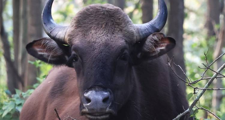 Een grote wilde bizon in een bos.