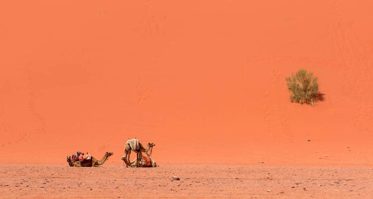 Kamele, die auf dem Wüstensand ruhen.