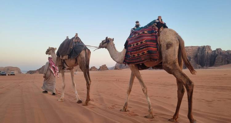 Kamelen die door het woestijnlandschap worden geleid bij zonsondergang.