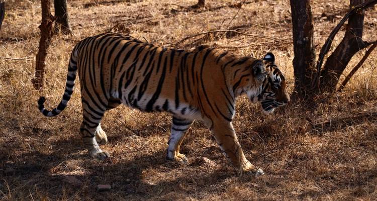 Tijger lopend door droog grasland in een bos.