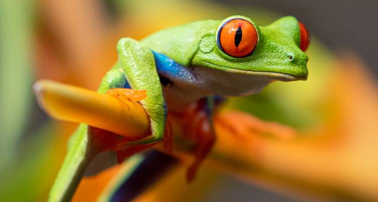 Gros plan d'une grenouille verte éclatante sur une plante.