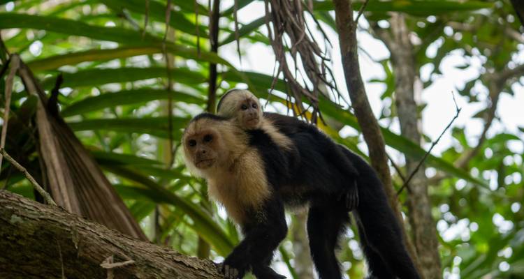 Deux singes assis sur une branche d'arbre dans un décor de jungle.