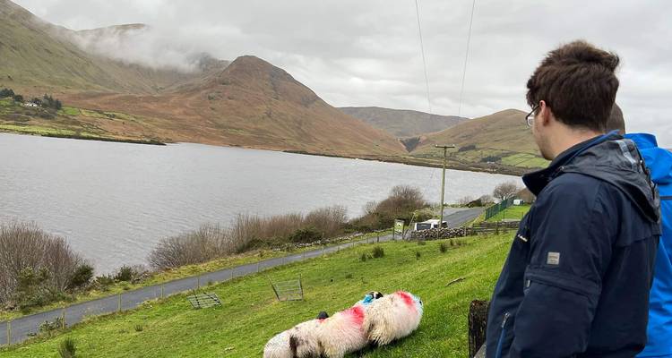 Un jeune voyageur observe le paysage brumeux des collines et du lac avec des moutons en pâturage au premier plan.