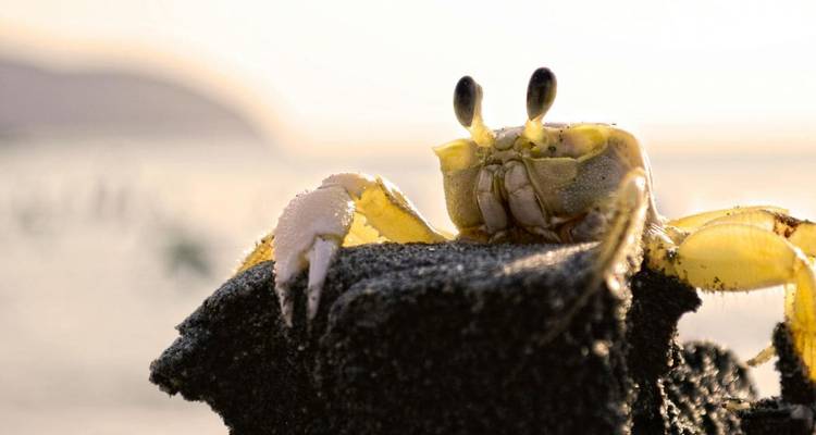Gros plan d'un crabe sur une plage de sable avec un arrière-plan flou.
