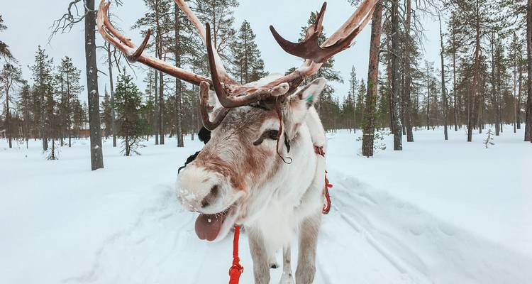 Close-up van een rendier in een besneeuwde bos.