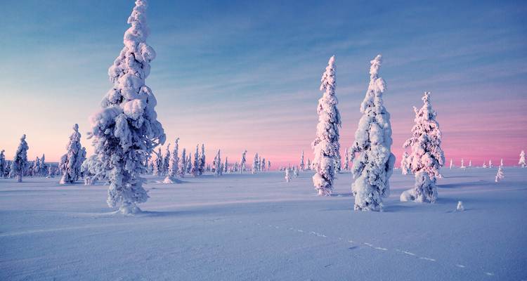 Met sneeuw bedekte bomen tegen een roze en blauwe lucht.