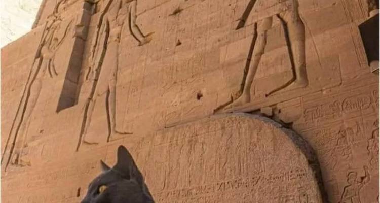 Oude Egyptische gravures op een tempelmuur met een kat op de voorgrond.