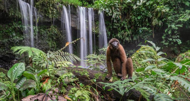 Petit singe assis sur une bûche devant une cascade luxuriante en arrière-plan.
