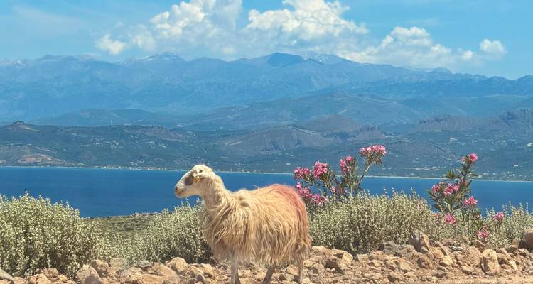 Un mouton hirsute solitaire se tient sur un sentier rocailleux orné d'oléandres en fleur, dominant la mer bleue et les montagnes lointaines de la Crète.