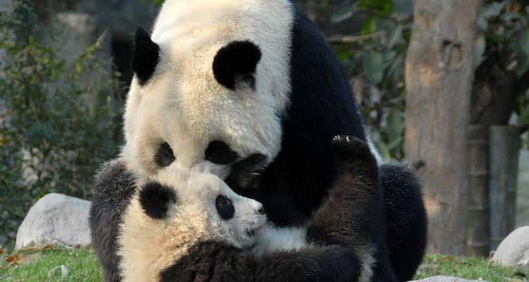 Zwei Riesenpandas kuscheln bezaubernd auf grünem Gras, umgeben von Bambus.