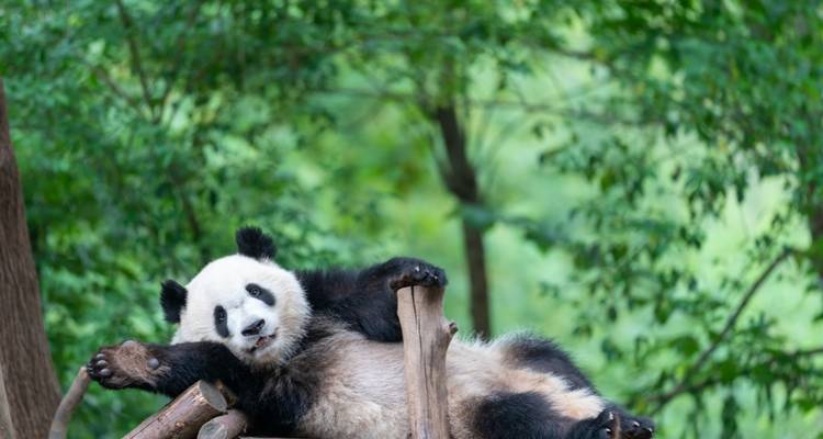 Ontspannende pandabeer luierend op een boomtak.