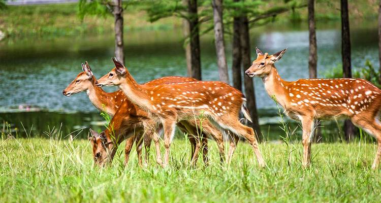 Gevlekte herten grazend bij een meer omgeven door bomen.