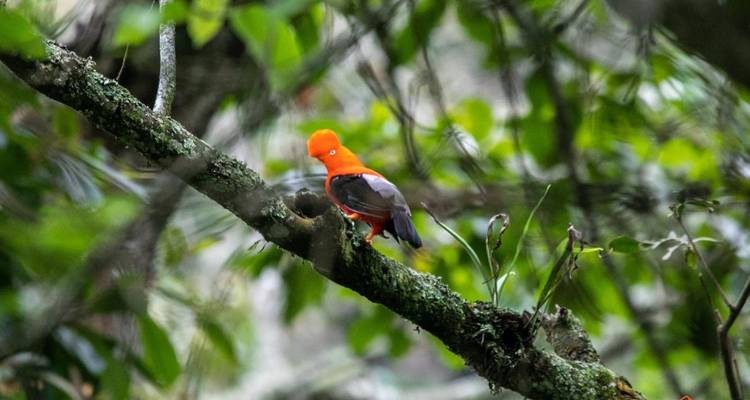 Oiseau coloré perché sur une branche d'arbre.