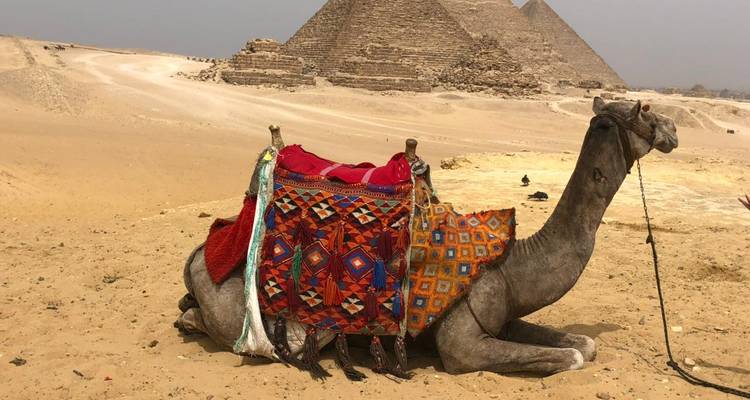 Un chameau se reposant dans le désert devant les pyramides.