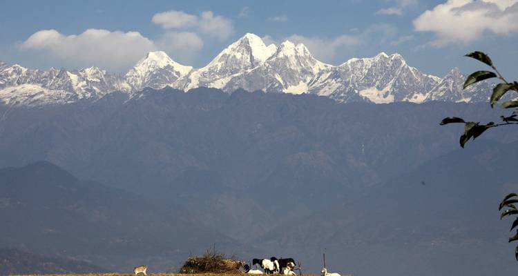 Majestätischer Blick auf den Himalaya mit klarem Himmel und weidenden Bergziegen.