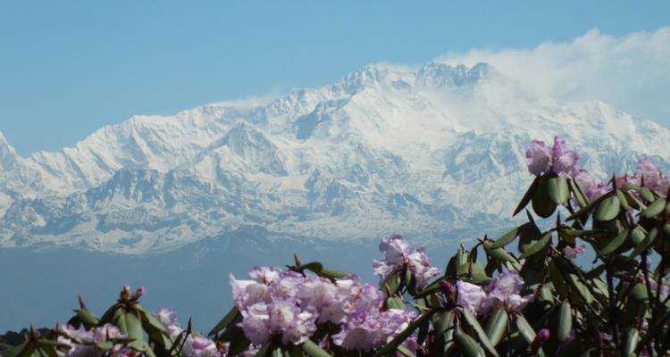 Snow-covered mountains with blooming flowers in the foreground.