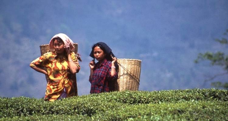 Darjeeling, Sikkim et la crête de Singalila - Exodus Adventure Travels 8