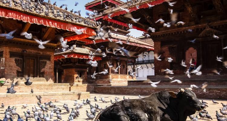 Une place de temple animée avec des pigeons et une vache qui se repose.