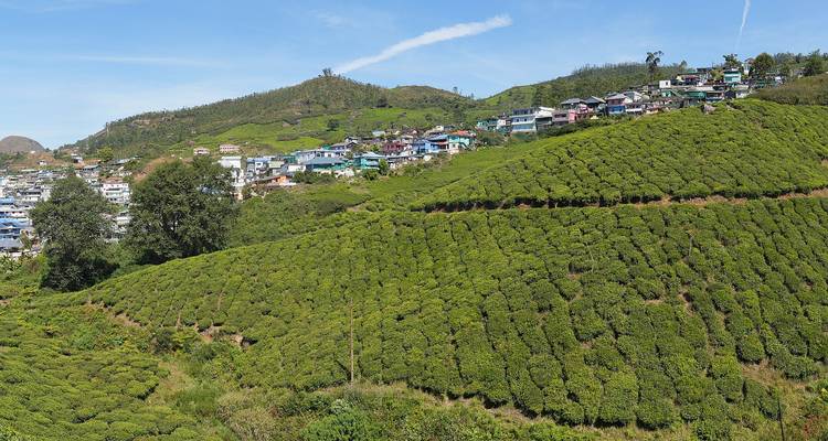 Colinas verdes en terrazas con un pueblo en la cima, probablemente una plantación de té.