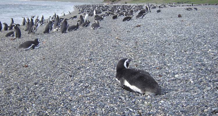Plage de galets bondée avec des dizaines de manchots de Magellan le long du rivage près d'Ushuaïa