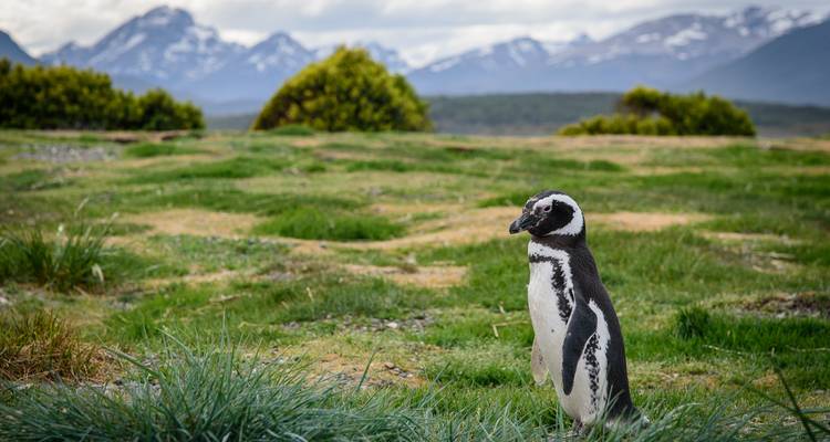 Un seul manchot de Magellan debout sur une plaine herbeuse avec des montagnes enneigées en arrière-plan