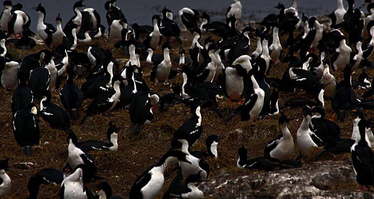 Grande colonie de cormorans noirs et blancs densément regroupés sur un sol rocheux dans une faible lumière