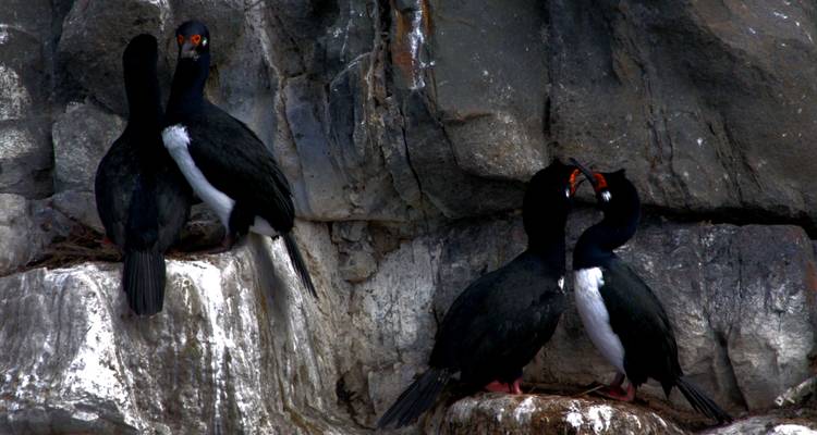 Paire de cormorans sombres perchés sur une falaise rocheuse rugueuse arborant des becs orange dans un éclairage tamisé