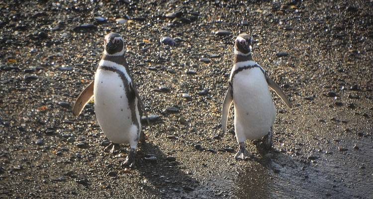 Deux manchots de Magellan marchant sur un rivage de galets mouillés vers l'appareil photo