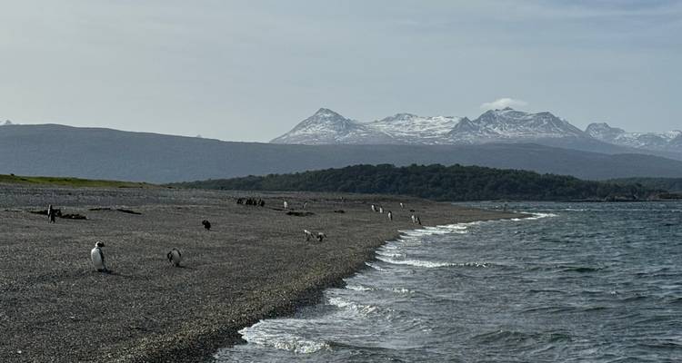 Los pingüinos papúa se encuentran a lo largo de una costa de guijarros con picos nevados a lo lejos al otro lado del agua.