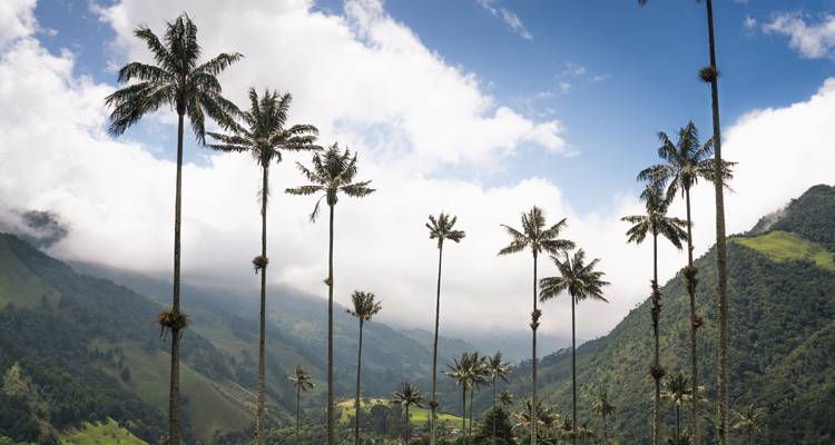 Imponentes palmas de cera se alzan sobre el exuberante Valle del Cocora lleno de nubes, enmarcado por verdes montañas andinas