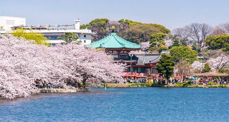 Vista panorámica de flores de cerezo junto a un santuario y un lago.