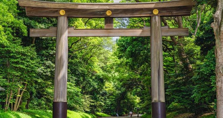 Gran puerta Torii de madera que conduce a un bosque frondoso.