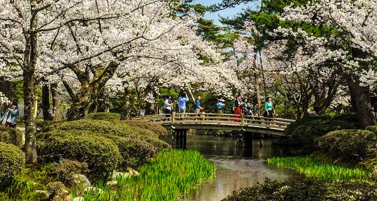 Puente de madera rodeado de flores de cerezo.