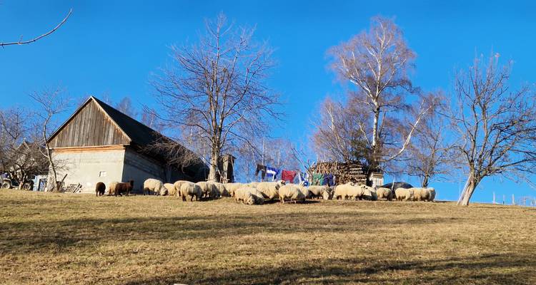 Des moutons broutent sur une colline près d'une maison en bois sous un ciel bleu.