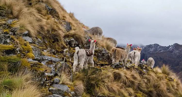 Llamas usando decoraciones coloridas en un terreno accidentado con hierba.