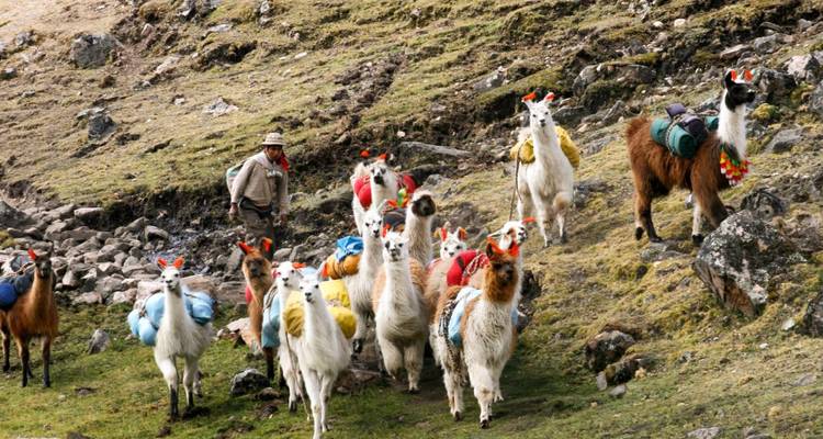 Excursionista guiando una manada de llamas coloridas decoradas por un sendero.