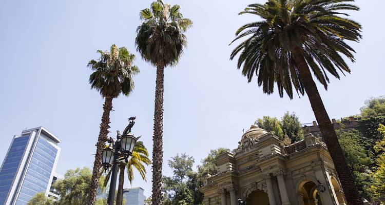 Historic building with tall palm trees against a clear sky.
