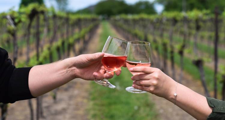 Two people toasting wine glasses in a vineyard.